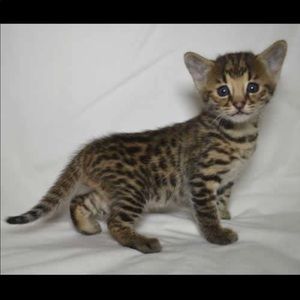 Meet your Posher, Sammy